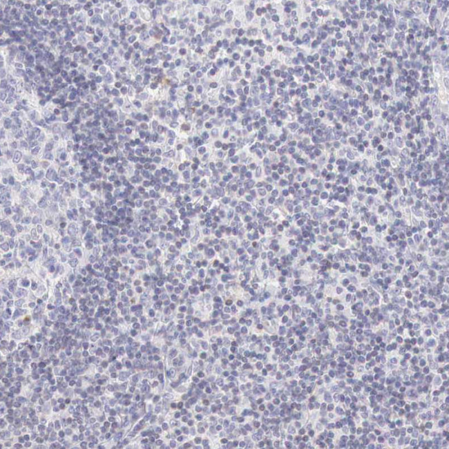 XPNPEP2 Antibody in Immunohistochemistry (Paraffin) (IHC (P))