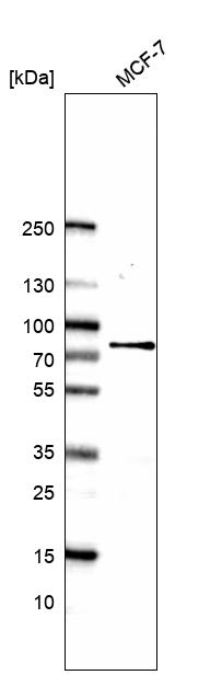 CCNK Antibody in Western Blot (WB)
