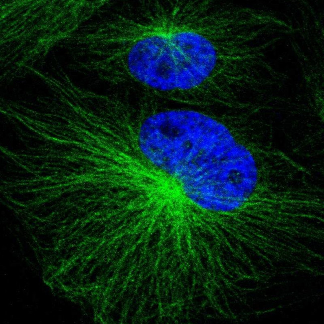 PSMA3 Antibody in Immunocytochemistry (ICC/IF)