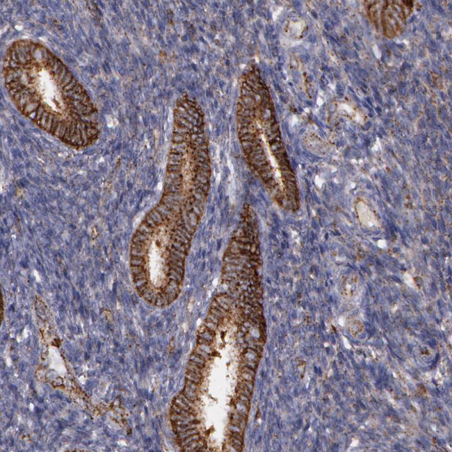 Flotillin 2 Antibody in Immunohistochemistry (Paraffin) (IHC (P))