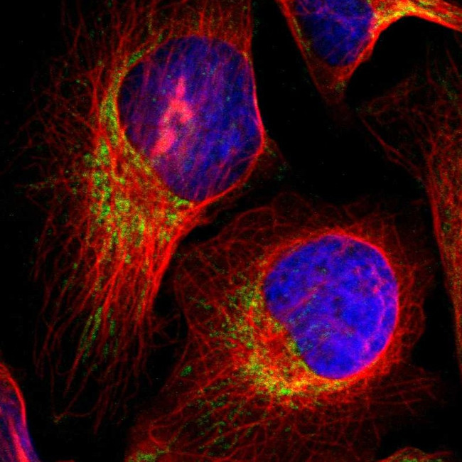 NEK9 Antibody in Immunocytochemistry (ICC/IF)