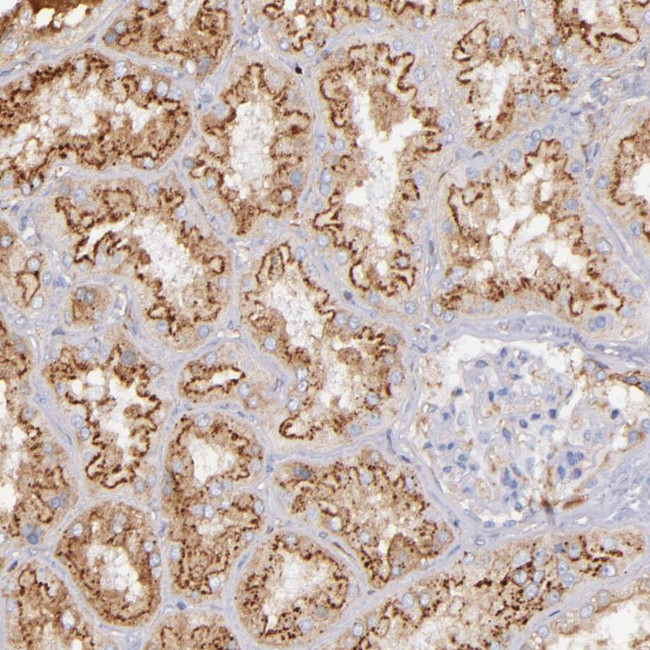 Kininogen 1 Antibody in Immunohistochemistry (Paraffin) (IHC (P))