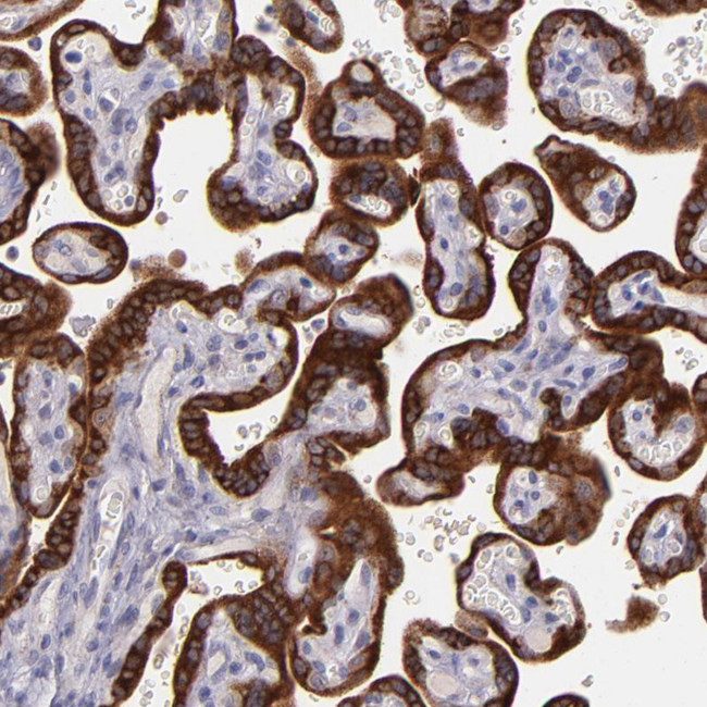 PAPPA Antibody in Immunohistochemistry (Paraffin) (IHC (P))