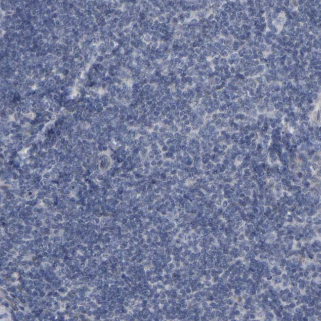 CREM Antibody in Immunohistochemistry (Paraffin) (IHC (P))