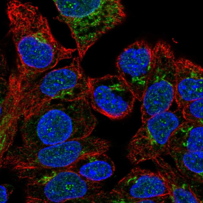 Factor V Antibody in Immunocytochemistry (ICC/IF)