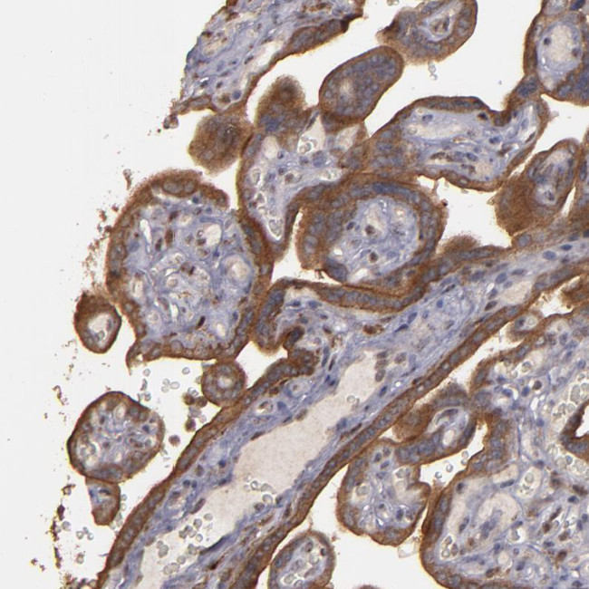 CD55 Antibody in Immunohistochemistry (Paraffin) (IHC (P))