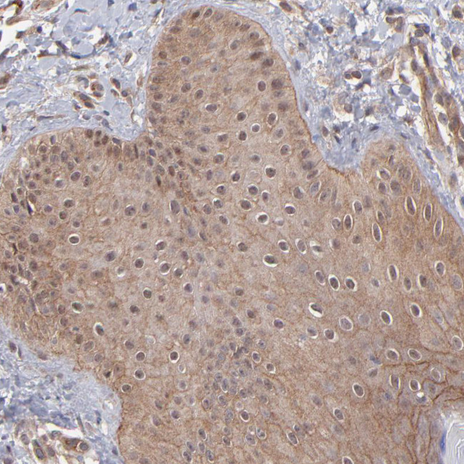 STAP2 Antibody in Immunohistochemistry (Paraffin) (IHC (P))