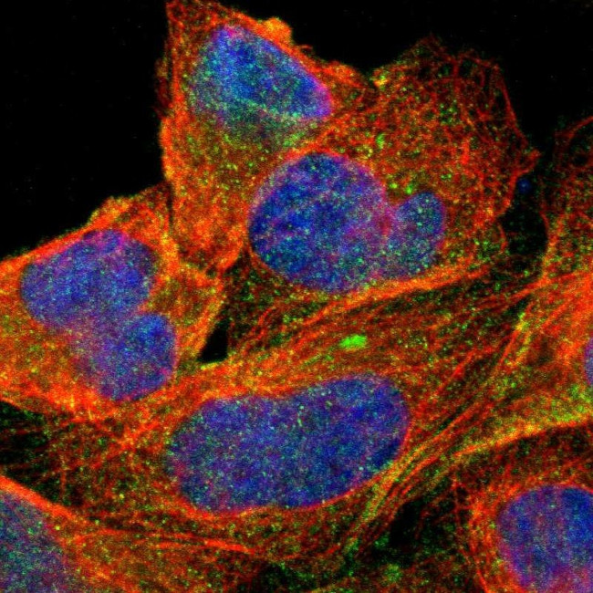 MRP1 Antibody in Immunocytochemistry (ICC/IF)