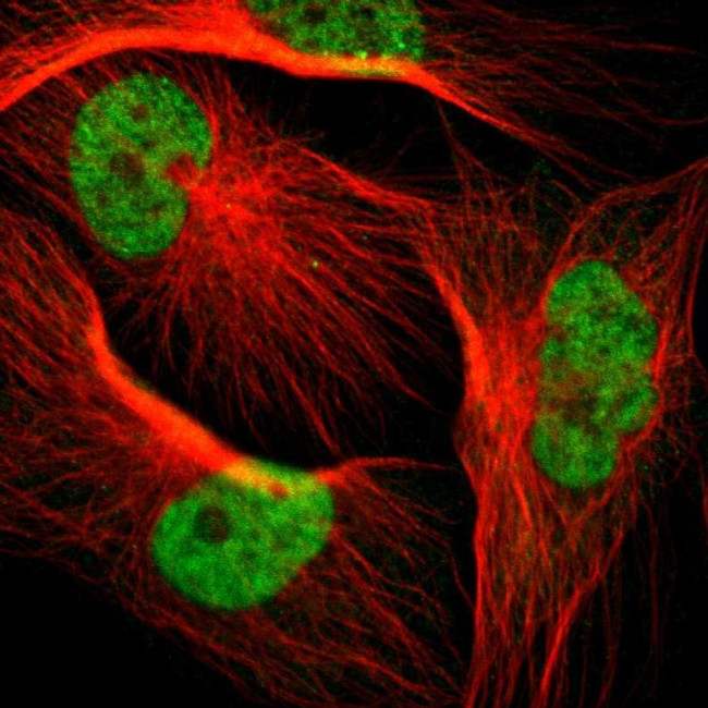SNW1 Antibody in Immunocytochemistry (ICC/IF)