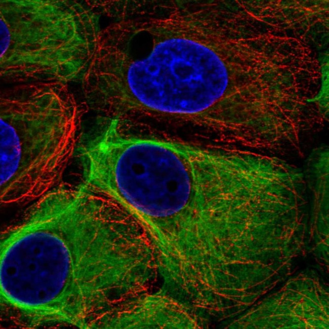 Cytokeratin 19 Antibody in Immunocytochemistry (ICC/IF)