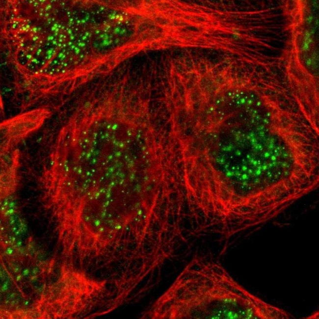 c-Raf Antibody in Immunocytochemistry (ICC/IF)