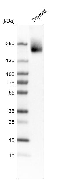 CUX1 Antibody in Western Blot (WB)