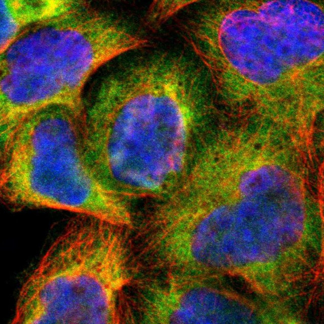 Cdc37 Antibody in Immunocytochemistry (ICC/IF)
