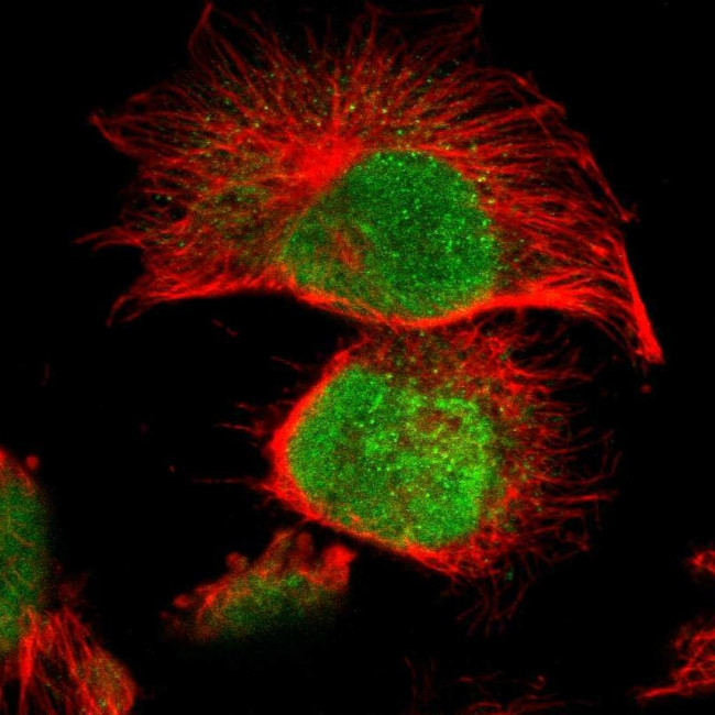 MLLT6 Antibody in Immunocytochemistry (ICC/IF)