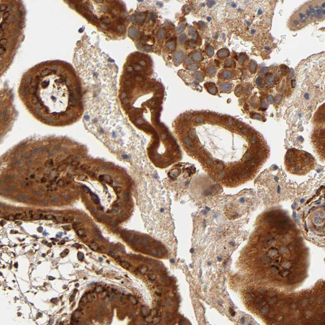 Laminin beta-1 Antibody in Immunohistochemistry (Paraffin) (IHC (P))