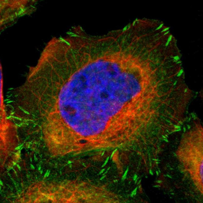 VASP Antibody in Immunocytochemistry (ICC/IF)
