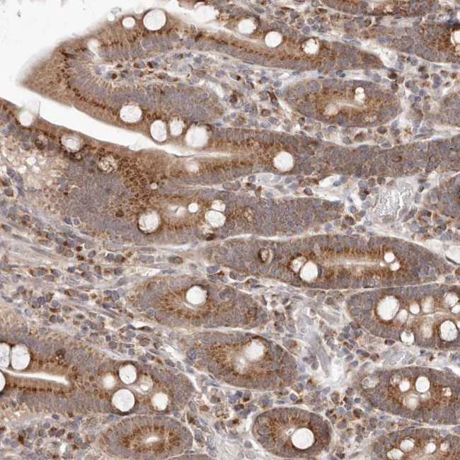 EGR3 Antibody in Immunohistochemistry (Paraffin) (IHC (P))