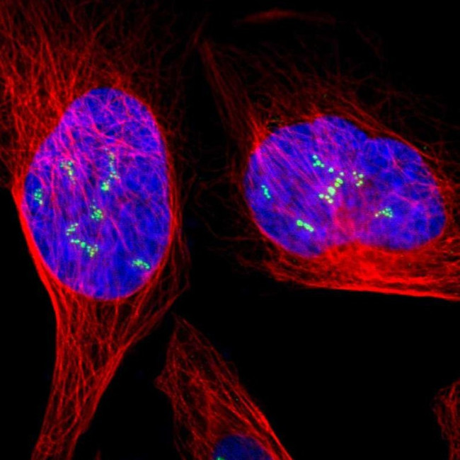 UBF-1 Antibody in Immunocytochemistry (ICC/IF)