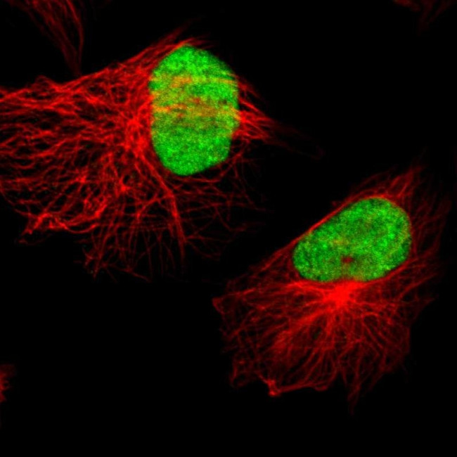 XRCC4 Antibody in Immunocytochemistry (ICC/IF)
