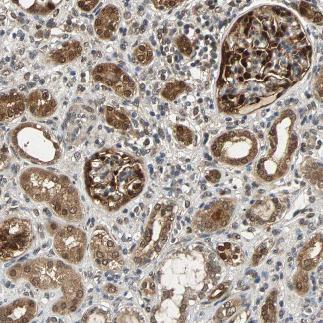 PRDX6 Antibody in Immunohistochemistry (Paraffin) (IHC (P))