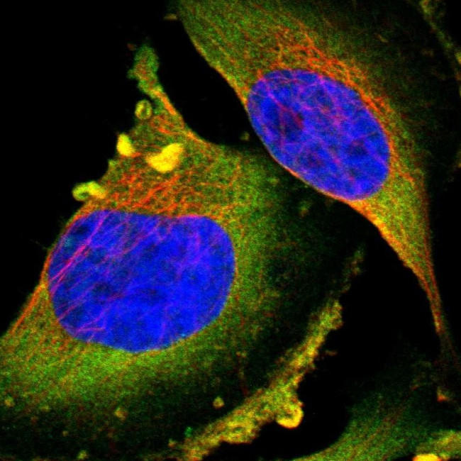PTPN12 Antibody in Immunocytochemistry (ICC/IF)