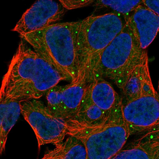 cGKI Antibody in Immunocytochemistry (ICC/IF)