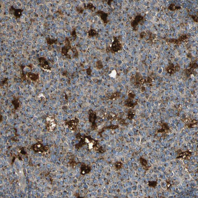GM2A Antibody in Immunohistochemistry (Paraffin) (IHC (P))