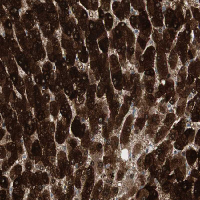 HGK Antibody in Immunohistochemistry (Paraffin) (IHC (P))