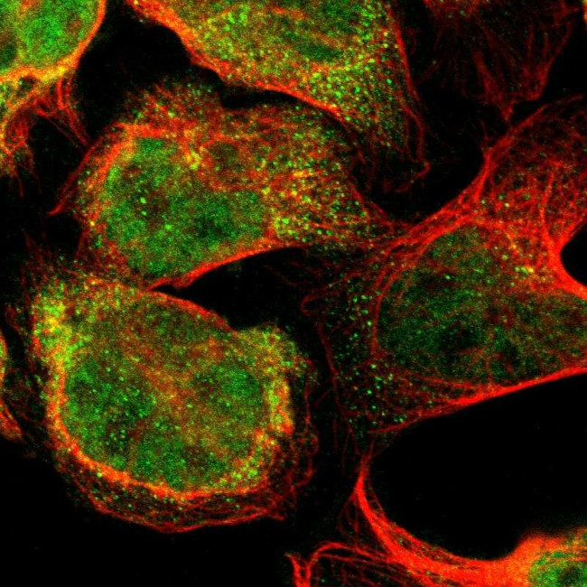 FLII Antibody in Immunocytochemistry (ICC/IF)