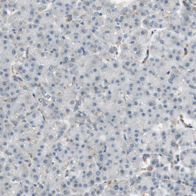 GYPC Antibody in Immunohistochemistry (Paraffin) (IHC (P))