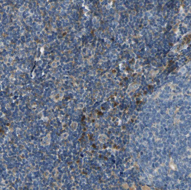 SIGLEC5 Antibody in Immunohistochemistry (Paraffin) (IHC (P))