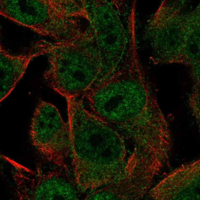 PCDHGA2 Antibody in Immunocytochemistry (ICC/IF)