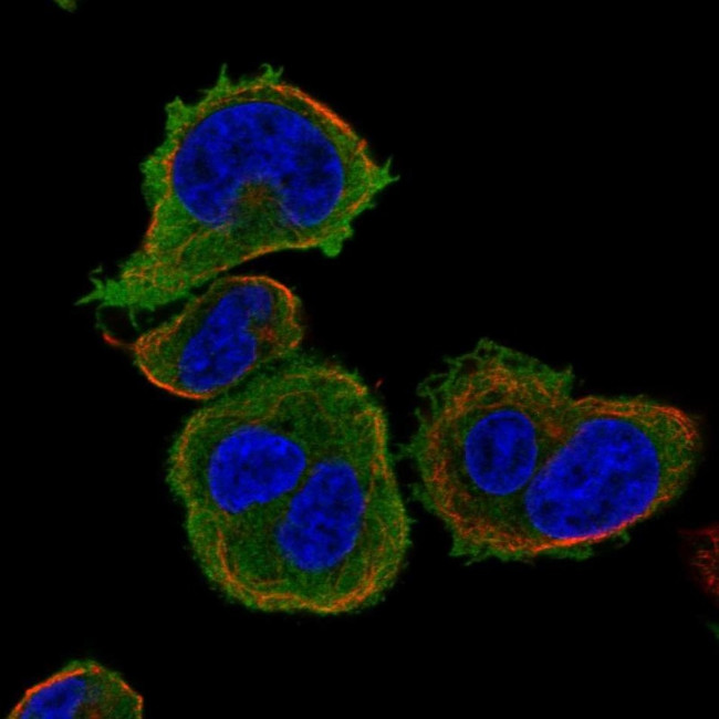 SAMSN1 Antibody in Immunocytochemistry (ICC/IF)