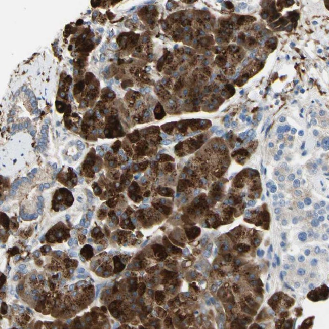 NCBP2L Antibody in Immunohistochemistry (Paraffin) (IHC (P))