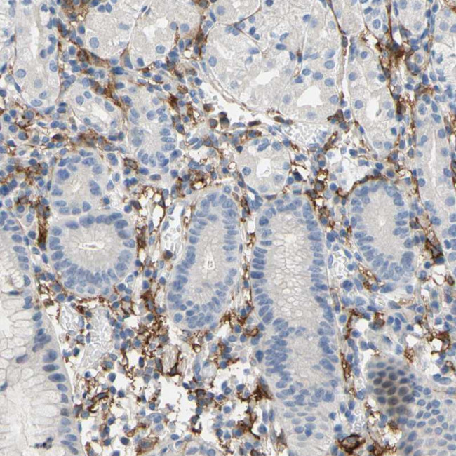 FCGR2A Antibody in Immunohistochemistry (Paraffin) (IHC (P))