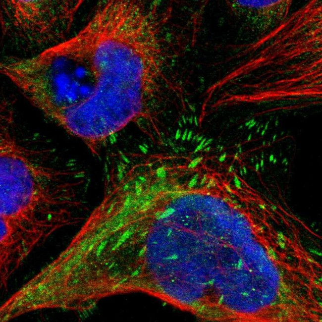 LPP Antibody in Immunocytochemistry (ICC/IF)