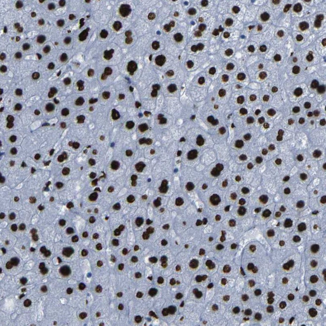 NPIPL2 Antibody in Immunohistochemistry (Paraffin) (IHC (P))