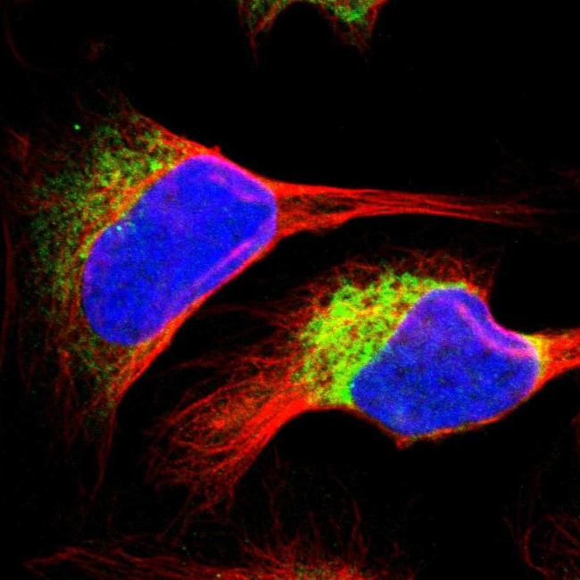 RRBP1 Antibody in Immunocytochemistry (ICC/IF)