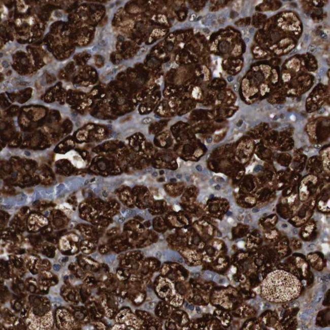 LRP4 Antibody in Immunohistochemistry (Paraffin) (IHC (P))