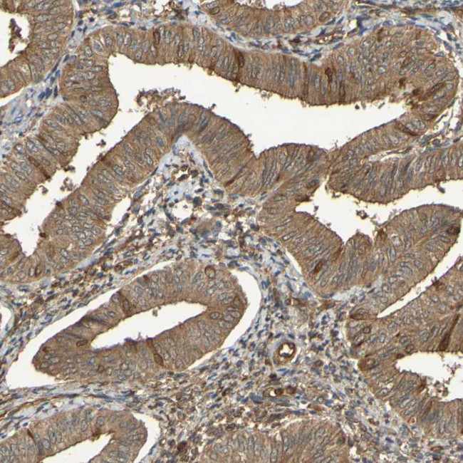 SERPINB6 Antibody in Immunohistochemistry (Paraffin) (IHC (P))