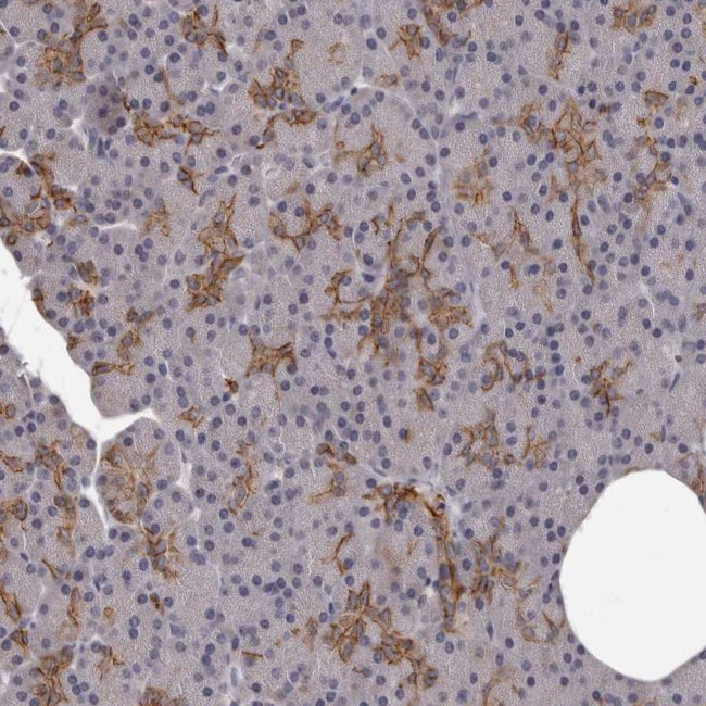 GPR78 Antibody in Immunohistochemistry (Paraffin) (IHC (P))