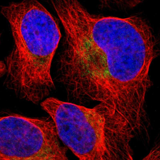 CD273 (B7-DC) Antibody in Immunocytochemistry (ICC/IF)