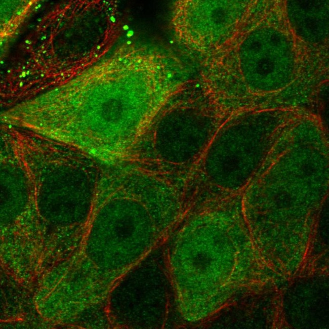 Latexin Antibody in Immunocytochemistry (ICC/IF)