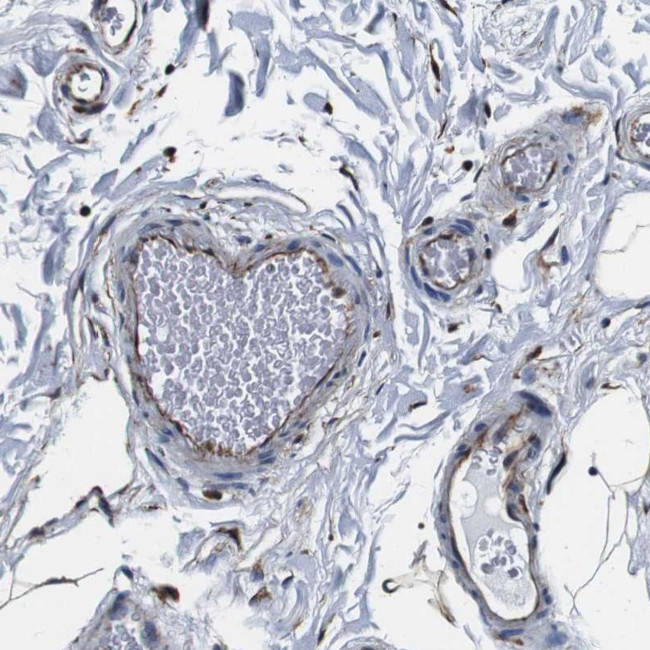 Gje1 Antibody in Immunohistochemistry (Paraffin) (IHC (P))