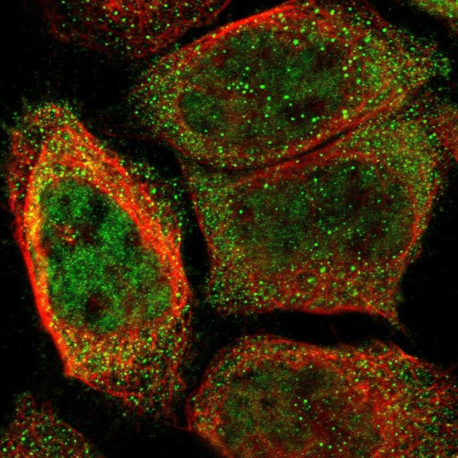 ORAI3 Antibody in Immunocytochemistry (ICC/IF)