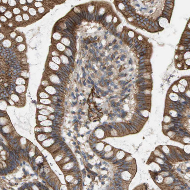 SGMS2 Antibody in Immunohistochemistry (Paraffin) (IHC (P))
