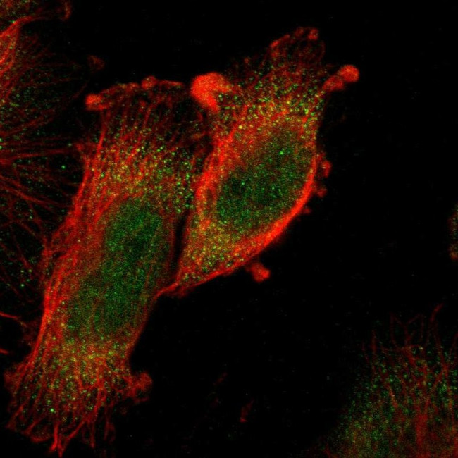 PRAK Antibody in Immunocytochemistry (ICC/IF)