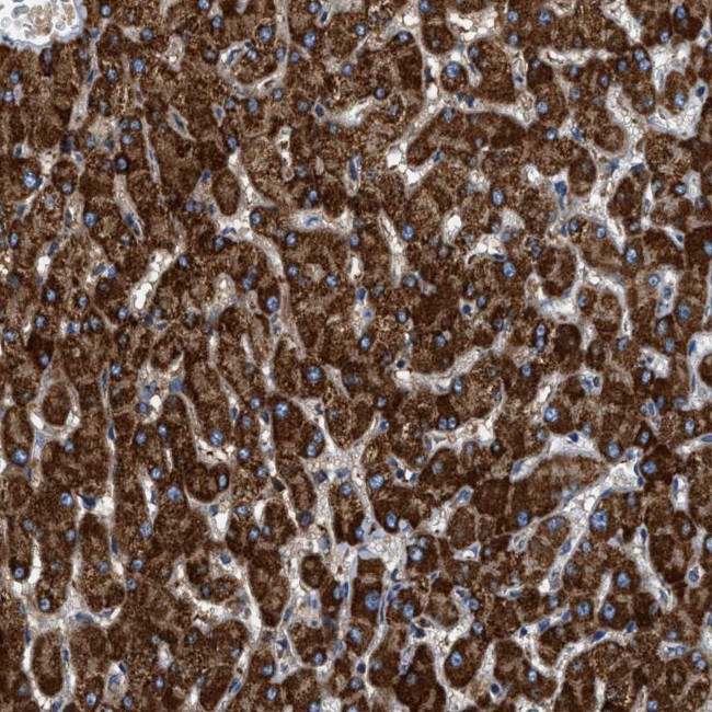 KCNMB3 Antibody in Immunohistochemistry (Paraffin) (IHC (P))