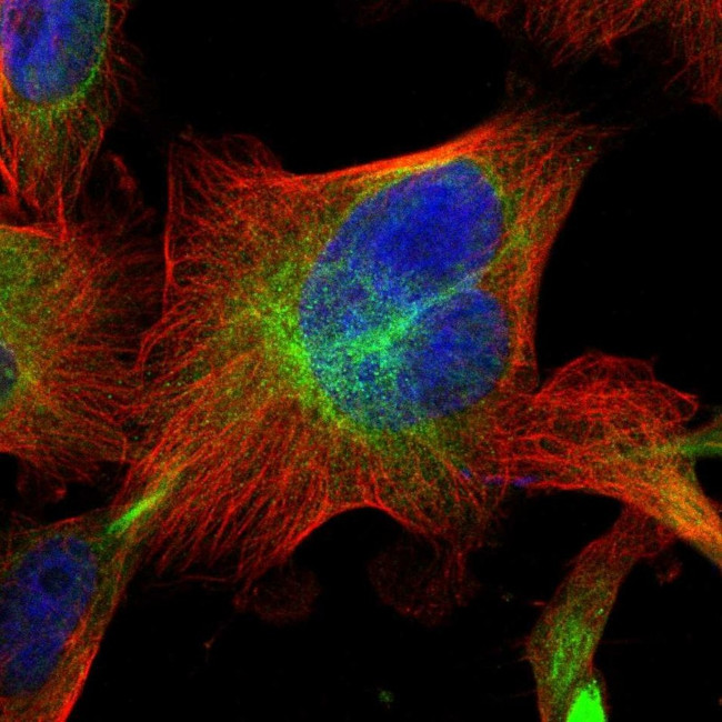 PTPRE Antibody in Immunocytochemistry (ICC/IF)