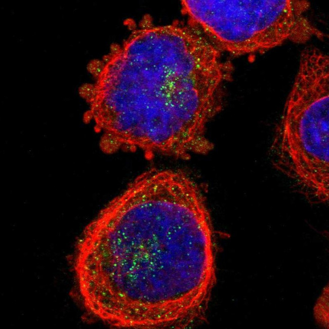 ZDHHC13 Antibody in Immunocytochemistry (ICC/IF)